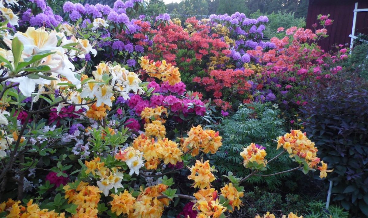 Rododendronid koduaias Kilingi-Nõmmel.