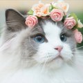 SAA TUTTAVAKS: Maailma kauneimal kassil printsess Auroral on üle saja tuhande fänni