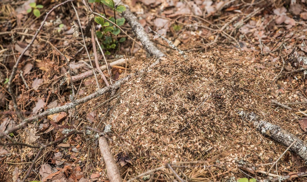 Metsaraiega kukkus oksi ka kuklaste pesadele, kuid sipelgad ei heitunud sellest, kuhjasid oksagi pesamaterjaliga üle.