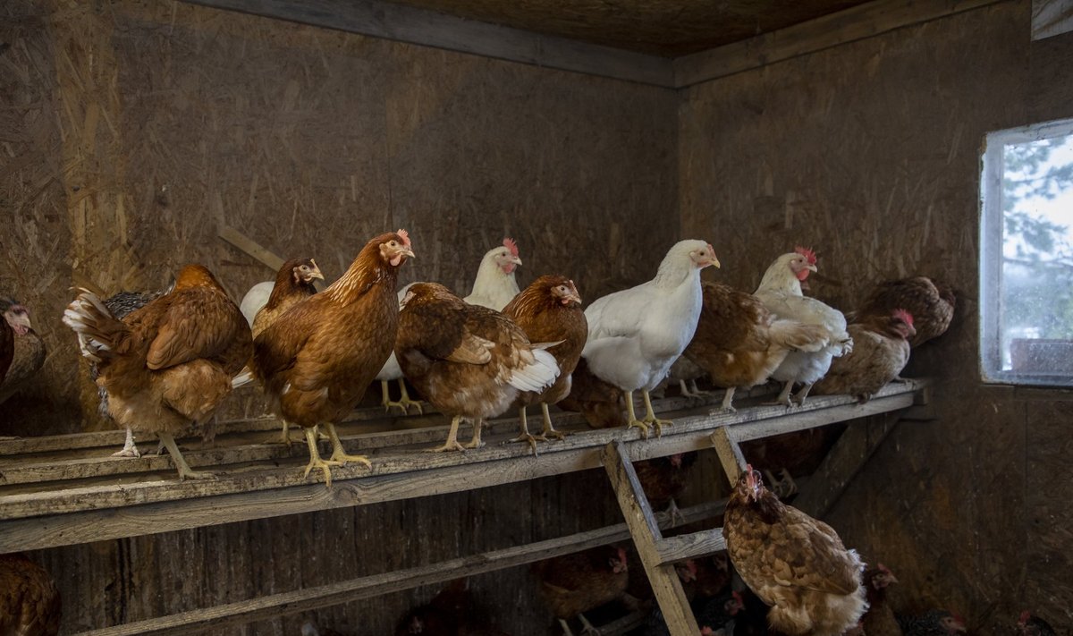 Õnnelike kanade farm Ida-Virumaal, Lüganuse valla Rääsa külas.