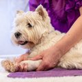 Massaaž aitab koera kümnete tervisehädade korral - õpi seda kodus tegema!