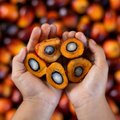 Выявлена смертельная опасность пальмового масла