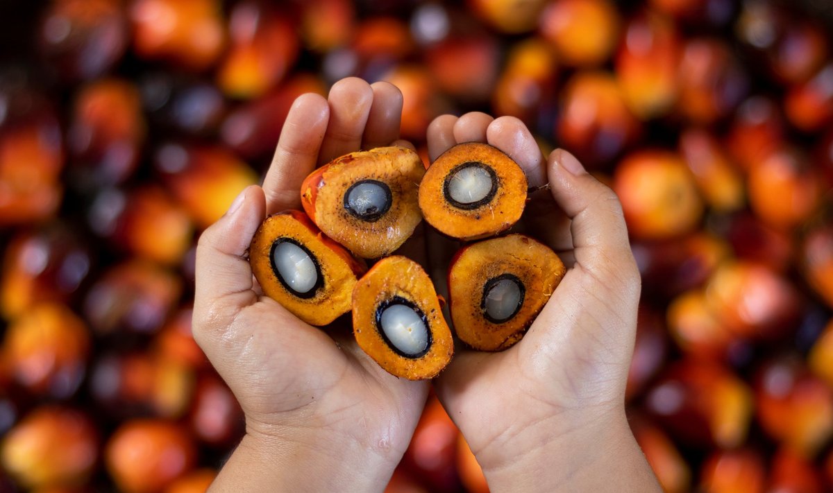 Плоды пальмового дерева, из которых изготавливают пальмовое масло