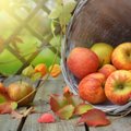 Что делать с опавшими незрелыми яблоками? 4 полезных способа от них избавиться