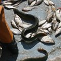 Kalamehed muretsevad kalavarude külmumise pärast Võrtsjärves