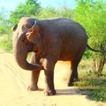 Rännak ümber Maa | Udawalawa rahvuspark: päev oli üsna väsitav, kuid väärt iga senti ja minutit