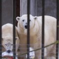 „Miks te mõrvasite jääkaru?!" Loomaaia direktori sõnul eirab kaasaegne inimene surma paratamatust