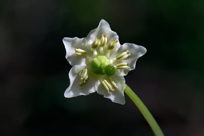 Одноцветка крупноцветковая (Moneses uniflora), по-эстонски – kuningakübar