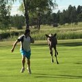 VIDEO | Mänguhoos põder hakkas golfarit taga ajama