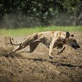 Need on 5 maailma kõige kiiremat koeratõugu