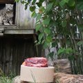 ФОТО | Поздравляем! Снежный барс из зоопарка отпраздновал свой день рождения кровяным мороженым 