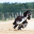 Kas tõesti võivad koerad olla kiireimad maismaaloomad?