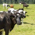 Prantsusmaal surevad lehmad seletamatutel asjaoludel