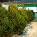 Жители Таллинна и Тарту могут бесплатно сдать рождественские елки