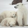 Aita mõmmikuid! Tallinna Loomaaia polaarium: jääkarude uus kodu on jätkuvalt murekoht
