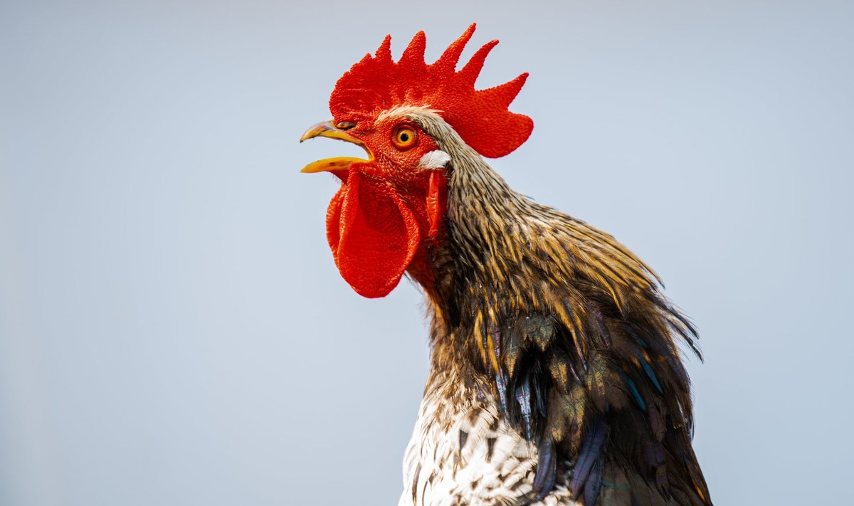 Close-up,Portrait,Of,A,Singing,Rooster,On,A,White,Background.