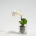 Millal on parim aeg orhidee ümberistutamiseks? Kuidas seda teha?