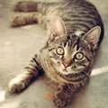 15 fakti: kummalisi kassidega seotud fakte, millest sa ilmselt varem kuulnudki ei ole