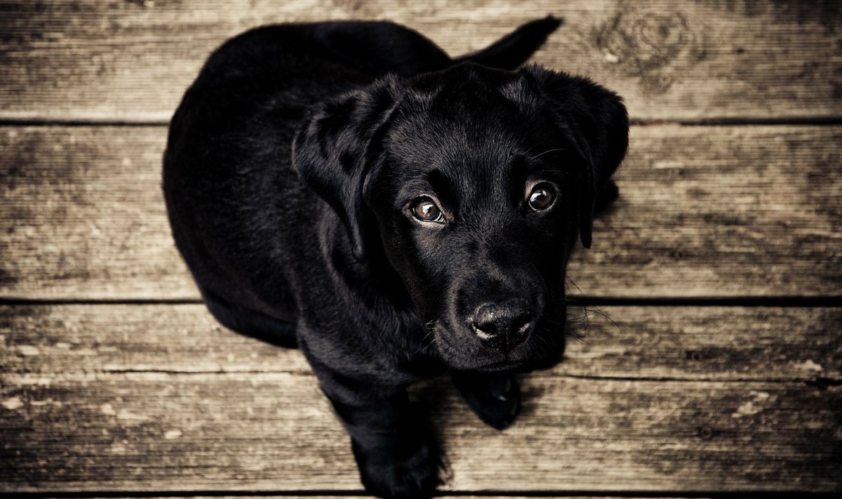 Lihtsalt üks koer (Foto: Pixabay / Free-Photos)