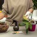 Eva Luigas õpetab, kuidas kiratsev kuuking päästa ja taim ümber istutada