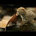 VIDEO | Vaata, kuidas elab maailma väikseim metskass, kes on nii väike, et mahub peo peale