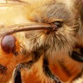 Varroalest tuli koos BAMiga Siberist ja teeb mesilaste elu sama kibedaks kui inimeste pandeemia