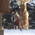 Kuidas käreda külmaga linde ja metsloomi toita: mida on õige neile pakkuda?