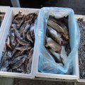 Kalades võib leiduda tervisele kahjulikke aineid! Toiduamet tuletab meelde, mida tuleks kalatooteid ostes ja süües kindlasti silmas pidada