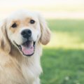 KOERAFAKTID: põnevad ja üllatama panevad tõsiasjad koerte kohta, mida sa enne ei teadnud