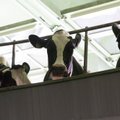 Swedbank piimatootjatele: probleemide ilmnemisel tegutsege kiiresti