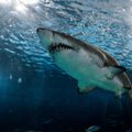 В Египте выяснили причины нападений акул на туристов