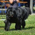 Liitrite kaupa pisaraid ja kümned tuhanded kulutatud eurod: koer läbis Saksamaal operatsiooni, millest Eesti arstid keeldusid