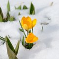 NÄDALA ILMAPROGNOOS | Aprilli algus toob kerget lund, aga ka tuisku