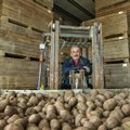 “Kartul, sool ja sealiha — need aitavad rasked ajad üle elada!” Eestis pannakse sel kevadel tublisti kartulit maha