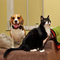 Nagu kass ja koer: kas nende liikide sõprus on võimalik?