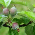 Nutikas aednik lõikab õunapuid suvel. Kas tead, miks?
