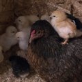 30 miljonit kanade heaoluks: Baltikumi suurim munatootja loobub puurikanadest