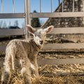 Eesti tõulammaste aretusühing teeb lambakasvataja elu lihtsamaks