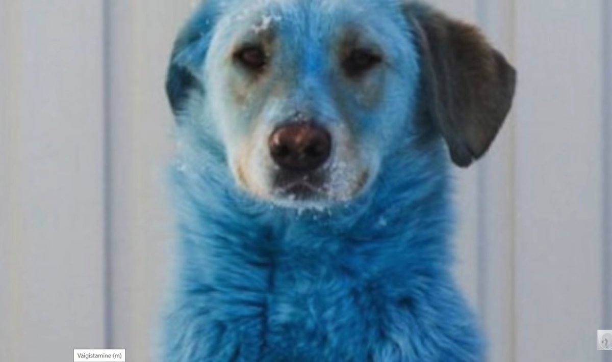 Sinine koer