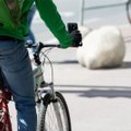 Зависимость от гаджетов — проблема не только водителей автомобилей. Велосипедистов тоже