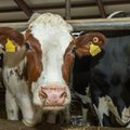 Teadlane: Eesti piimatootjate konkurentsivõime on langenud
