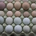 Dava Foods: teeme kõik, et munad kauplustest ei kaoks