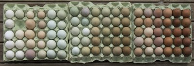 Peaaegu sajas erinevas värvitoonis munad. 