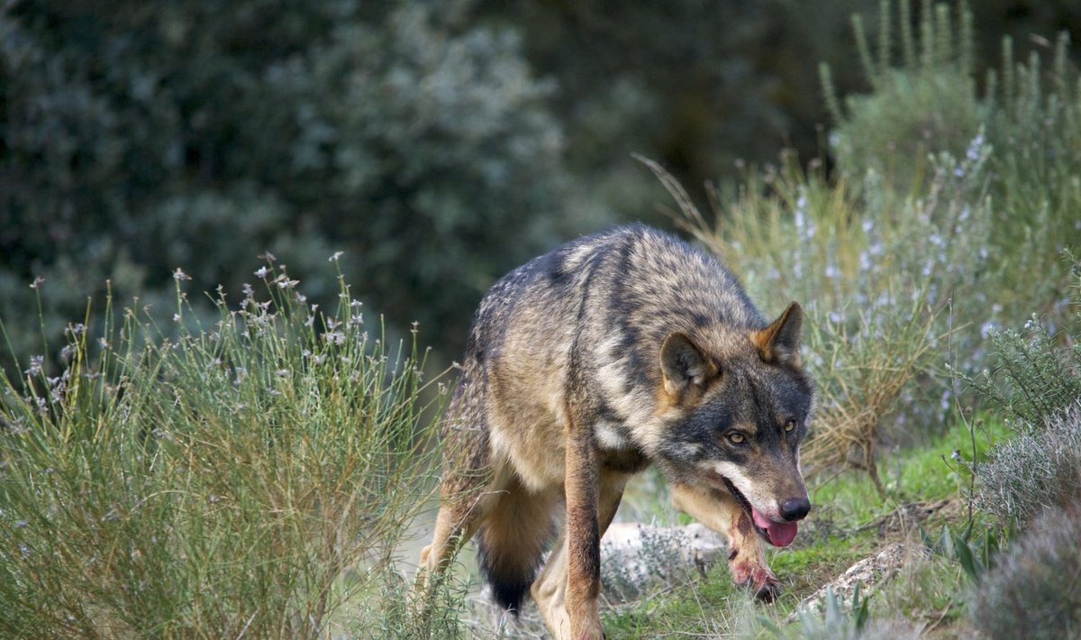 Ibeeria hunt