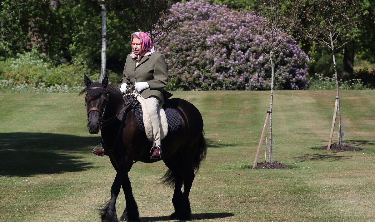 Kuninganna Elizabeth II ratsutamas 2020. aastal oma valdustes Windsori lossi ümbruses.