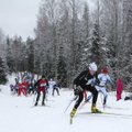 RMK Kõrvemaa Suusamaraton toimub laupäeval, 6. veebruaril avatud raja sõiduna
