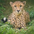 Kas teadsid, et gepardid näuvad ja nurruvad nagu kodukassid?