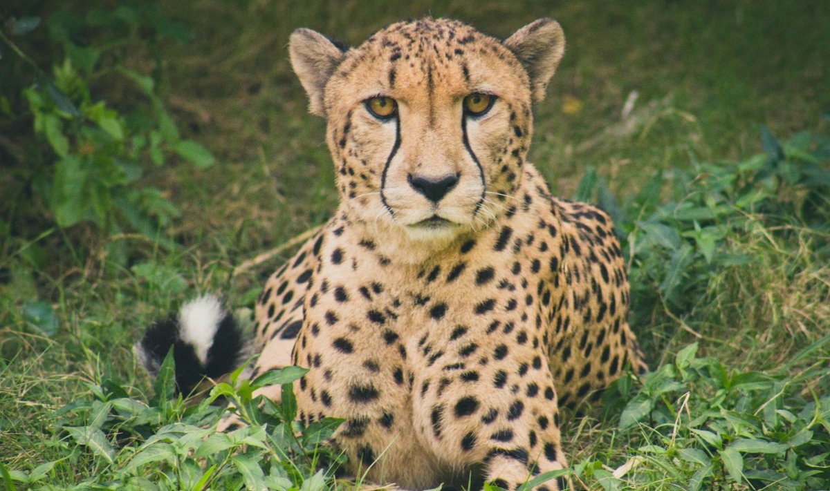 Gepard näub ja nurrub nagu kodukass