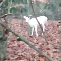 VIDEO: Haruldane leid! Tervisejooksul käinud mees kohtas metsas albiino hirve