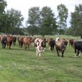 Eesti keskmine piimatoodang kasvab järjekindlalt